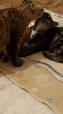 two cats are laying on a blanket and one is scratching the other