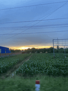 the sun is setting over a field of corn