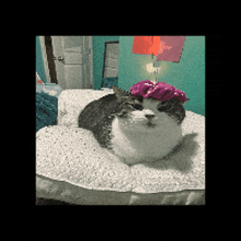a cat with a pink flower on its head laying on a bed