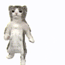 Catgroove Cat Groove GIF - Catgroove Cat Groove Cat Dance GIFs