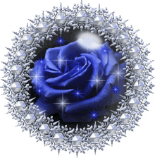 sparkling blue rose flowers