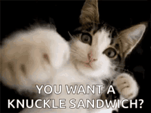 hit kitten punch cat you want a knuckle sandwich