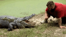 Alligator 60second Docs GIF