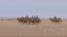 Mongolia Camel Race GIF