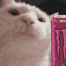 Jasper Cat Jam Monster Punch GIF - Jasper Cat Jam Monster Punch GIFs