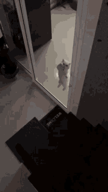 Cat Jump GIF - Cat Jump Hop GIFs
