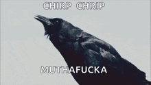 Crow Bird GIF - Crow Bird GIFs