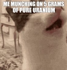 Crunchy Cat Uranium GIF - Crunchy Cat Uranium 5grams GIFs