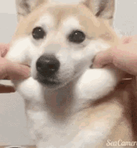 おもちゃ ストア おもしろ 柴犬 gif