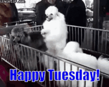 Funny Animals Happy Tuesday GIF