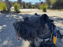 a small black dog wearing a harness and a leash