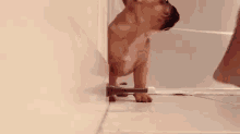 Brave Little Puppy Vs. Doorstop GIF - Brave Puppy Play GIFs