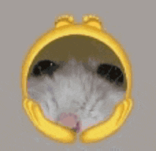 a close up of a cat 's face in a yellow circle