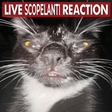 a black and white cat with a red sign that says live scopelanti reaction on it