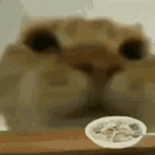 Ramen Cat GIF