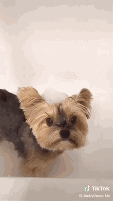 Yorkie Dog GIF - Yorkie Dog Wink GIFs