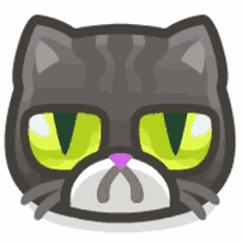 cat grumpy upset grumpy cat kitty
