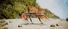 Loser Trumplost GIF - Loser Trumplost Crabrave GIFs