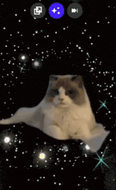 a brown and white cat is sitting in front of a black background with stars