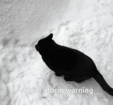a black cat is walking in the snow with the words winter storm warning above it