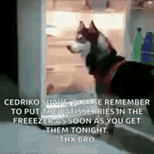 Dogs Fridge GIF - Dogs Fridge Refrigerator GIFs