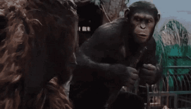 apes-together-strong-0p1sf.gif