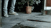 a person standing next to a potted plant on a sidewalk