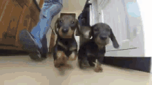 Dush Cam GIF - Dachshund Cute Puppies GIFs