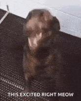 Happy Excited GIF - Happy Excited Dog GIFs