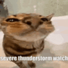 a cat is standing next to a bathtub and looking up at the camera .