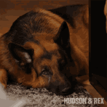 Waking Up Rex GIF - Waking Up Rex Hudson And Rex GIFs