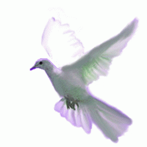Doves Flying GIF - Doves Flying Birds - Discover & Share GIFs