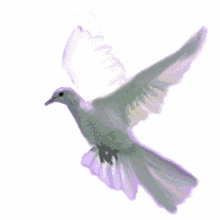 Doves Flying GIF - Doves Flying Birds GIFs