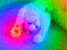 Rainbow Kitty GIF - Rainbow Kitty GIFs