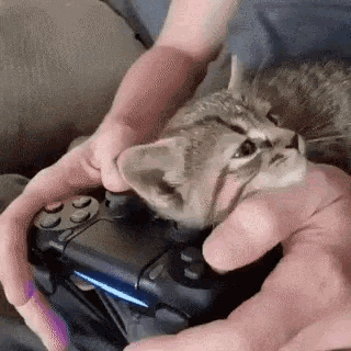 Video Games Funny Animals GIF - Video Games Funny Animals Kittens -  Discover & Share GIFs