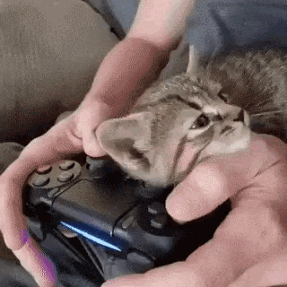 11 Game GIFs ideas  funny gif, funny games, video game memes