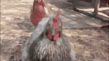 Chicken Chicken Mad GIF - Chicken Chicken Mad Chicken Angry GIFs