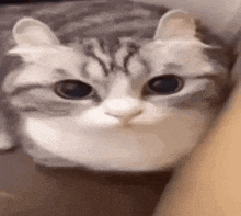 a close up of a cat 's face with big eyes .