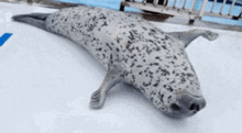 Seal Wiggle Seal Dance GIF - Seal Wiggle Seal Dance Seal GIFs