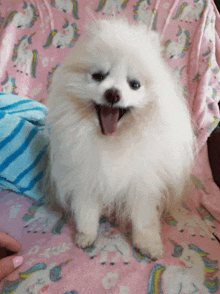 Barkie Yawning Funny Cute Pomeranian Dog White Puppy GIF