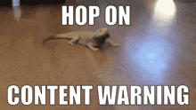 Lizard Content Warning GIF - Lizard Content Warning Content GIFs