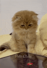 Cat Orange Cat GIF - Cat Orange Cat Kitty Cat GIFs
