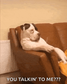 Looking Dog GIF - Looking Dog Confused GIFs