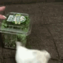 hampster hamster water cress want