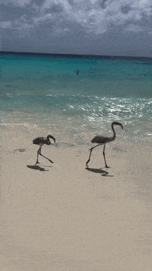two flamingos walking on the beach near the ocean