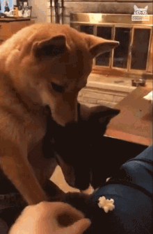 Dog Stealing Snack You See That GIF - Dog Stealing Snack You See That Annoyed Smile GIFs