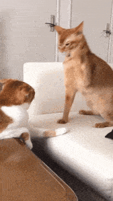 Cat Smacking Other Cat Cat Swat GIF - Cat Smacking Other Cat Cat Cat Smack GIFs