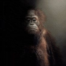 a monkey with a beard is looking at the camera in a dark room
