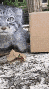 Manul Pallas Cat Pallascat Smell Approach GIF - Manul Pallas Cat Pallascat Smell Approach GIFs