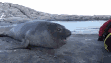 Seal Are GIF - Seal Are Areyouseeingthisshit GIFs